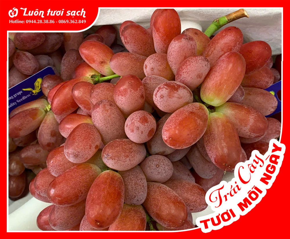 Nho đỏ không hạt
